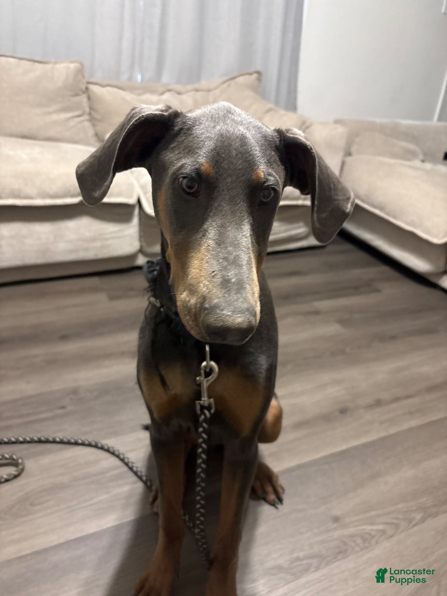 Doberman Pinscher dogs Doberman Pinscher Puppy 1 - Ad 1
