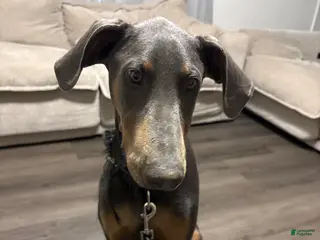 Doberman Pinscher dogs Doberman Pinscher Puppy 1 - Ad 1