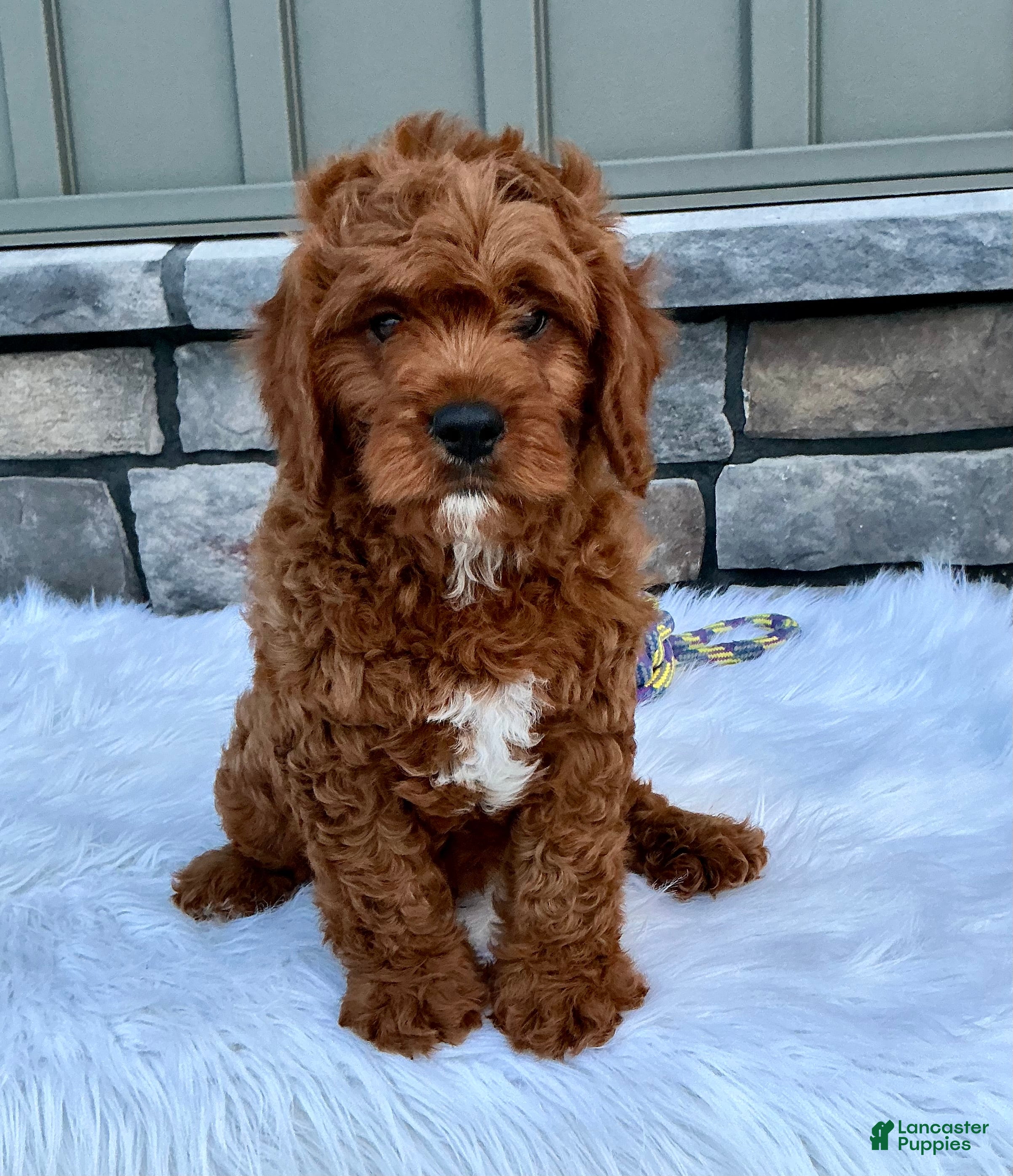 Cavapoo dogs Manny - Ad 1