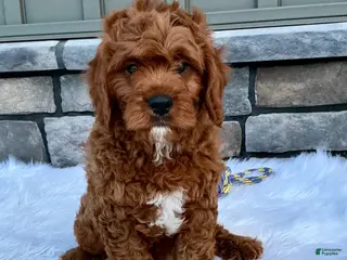 Cavapoo dogs for sale: Manny - Ad 2