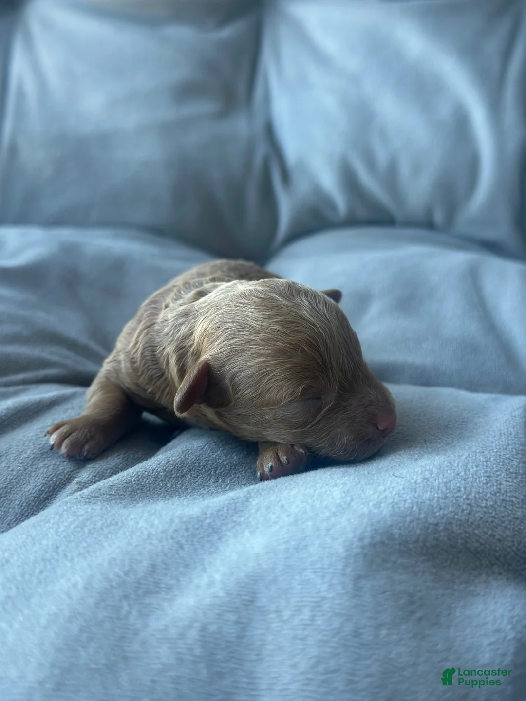 Toy Poodle dogs for sale: AKC Fleur - Ad 2