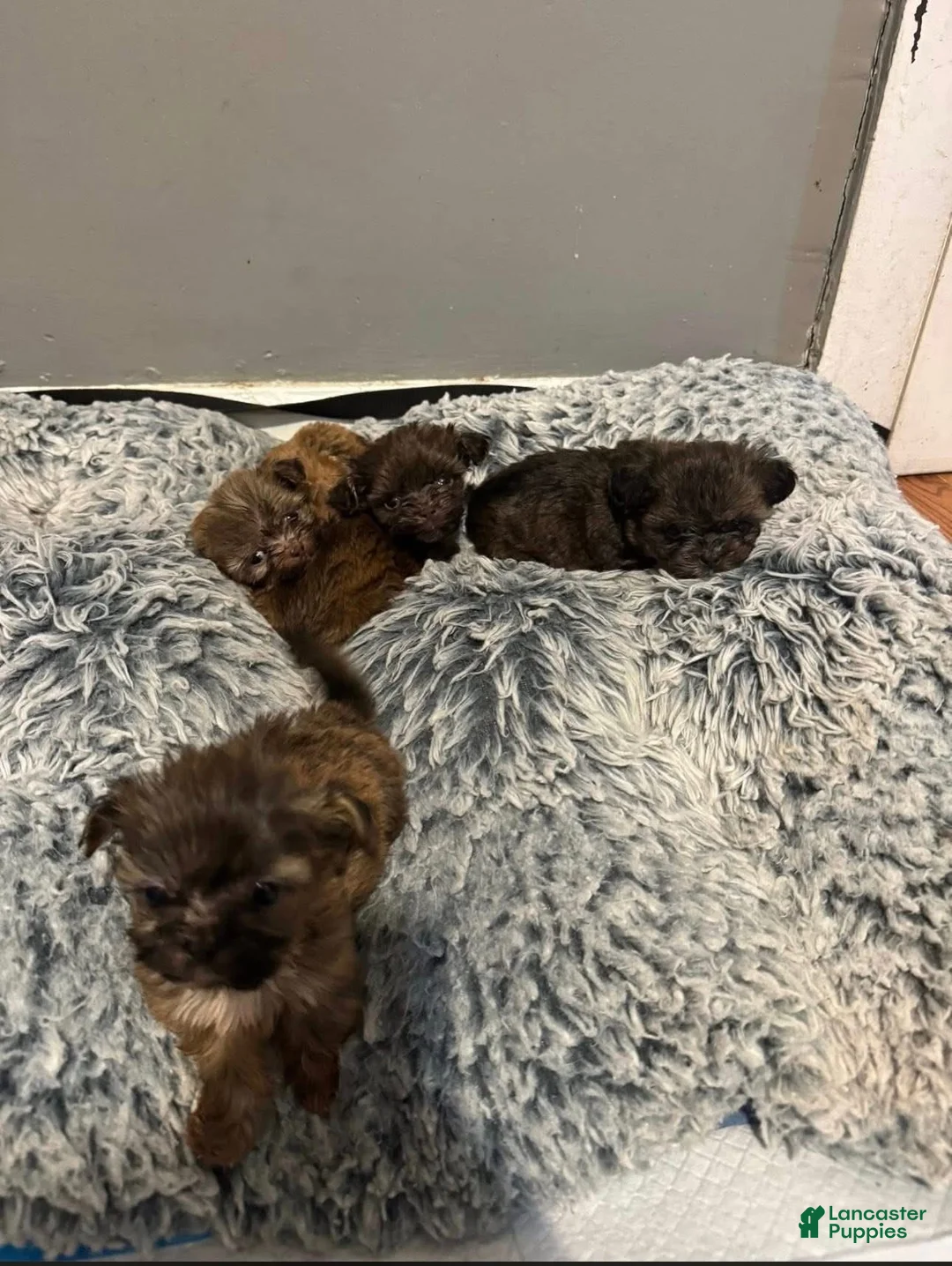 Shih Tzu dogs for sale: Shih Tzu Puppy 3 - Ad 2