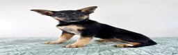Mixed Breed dogs for sale: Xena - Ad 1