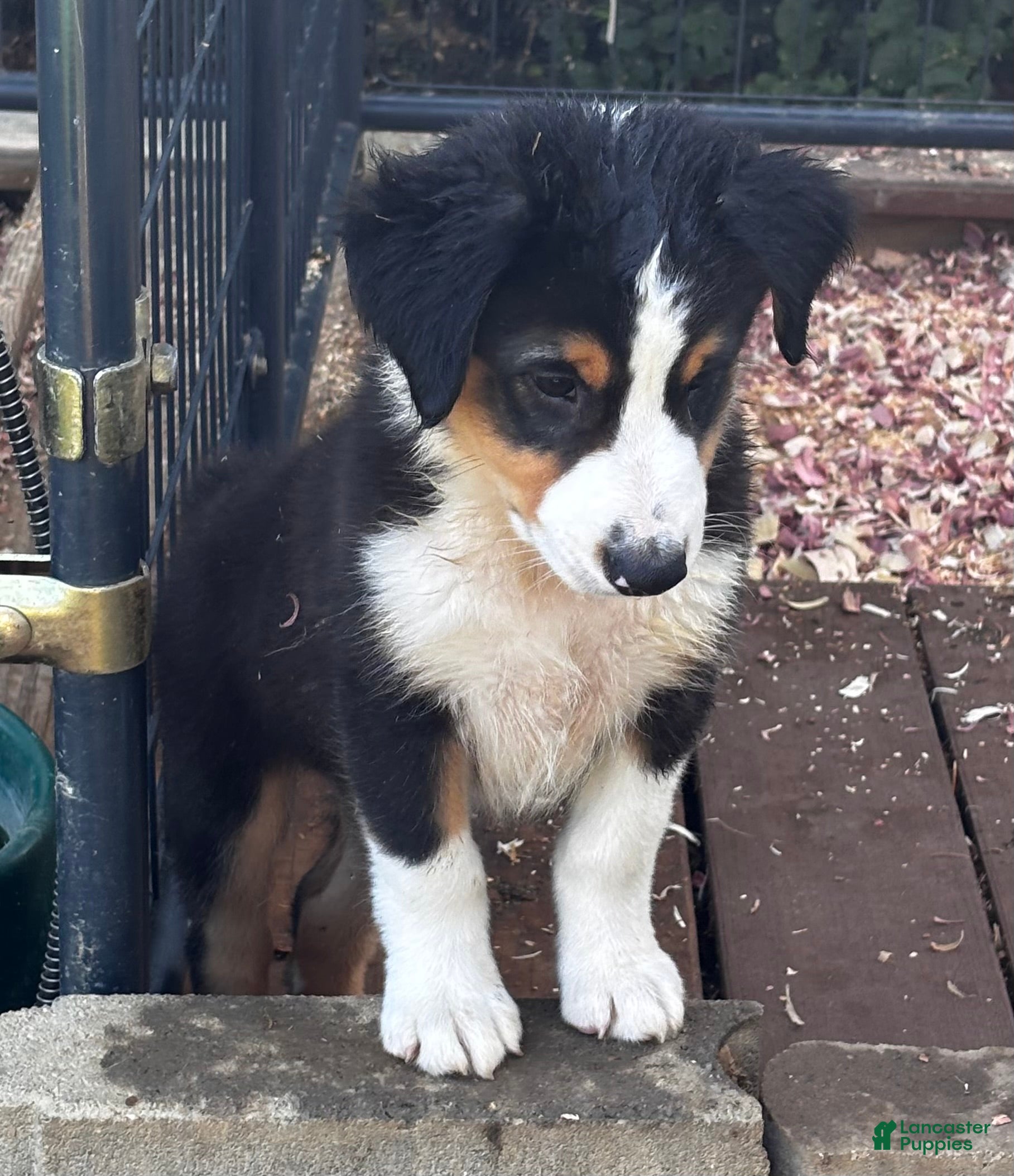 Miniature Australian Shepherd dogs #5 Beau - Ad 2