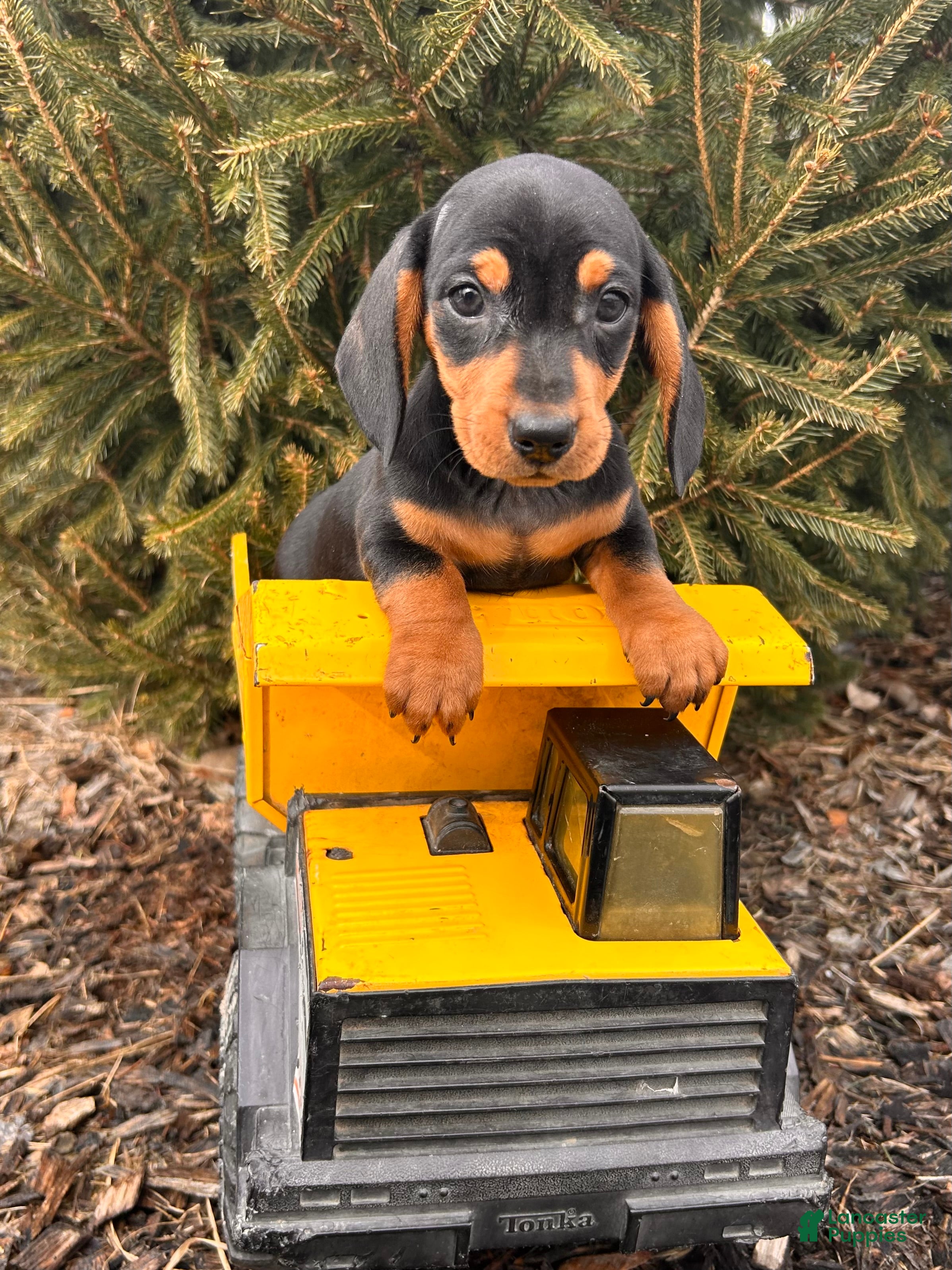 Miniature Dachshund dogs Chuck - Ad 1