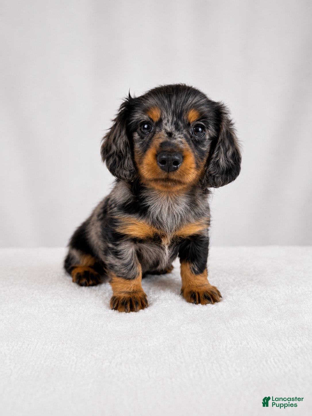 Miniature Dachshund dogs Gem - Ad 1