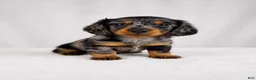 Miniature Dachshund dogs for sale: Gem - Ad 1
