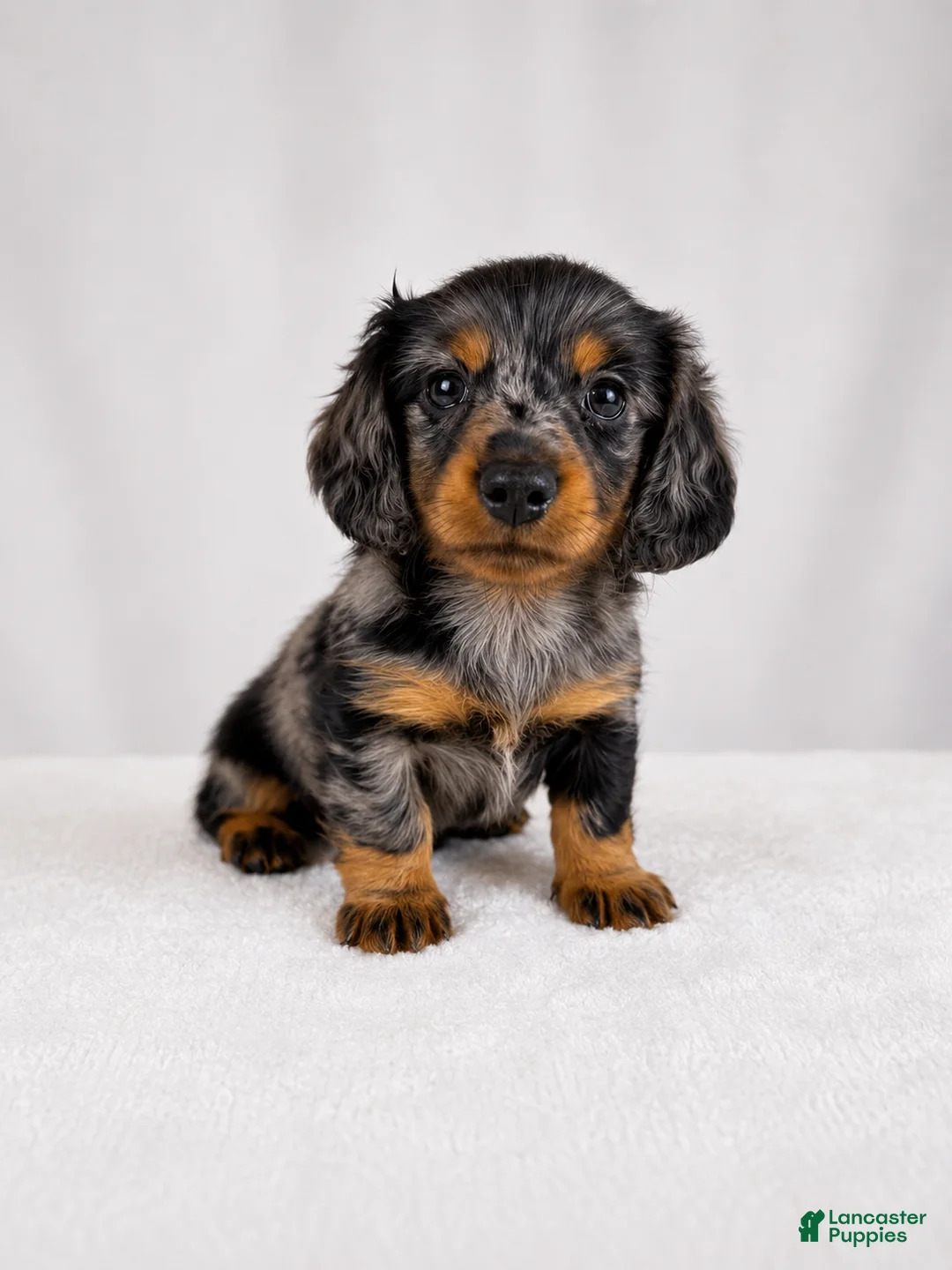 Miniature Dachshund dogs for sale: Gem - Ad 1