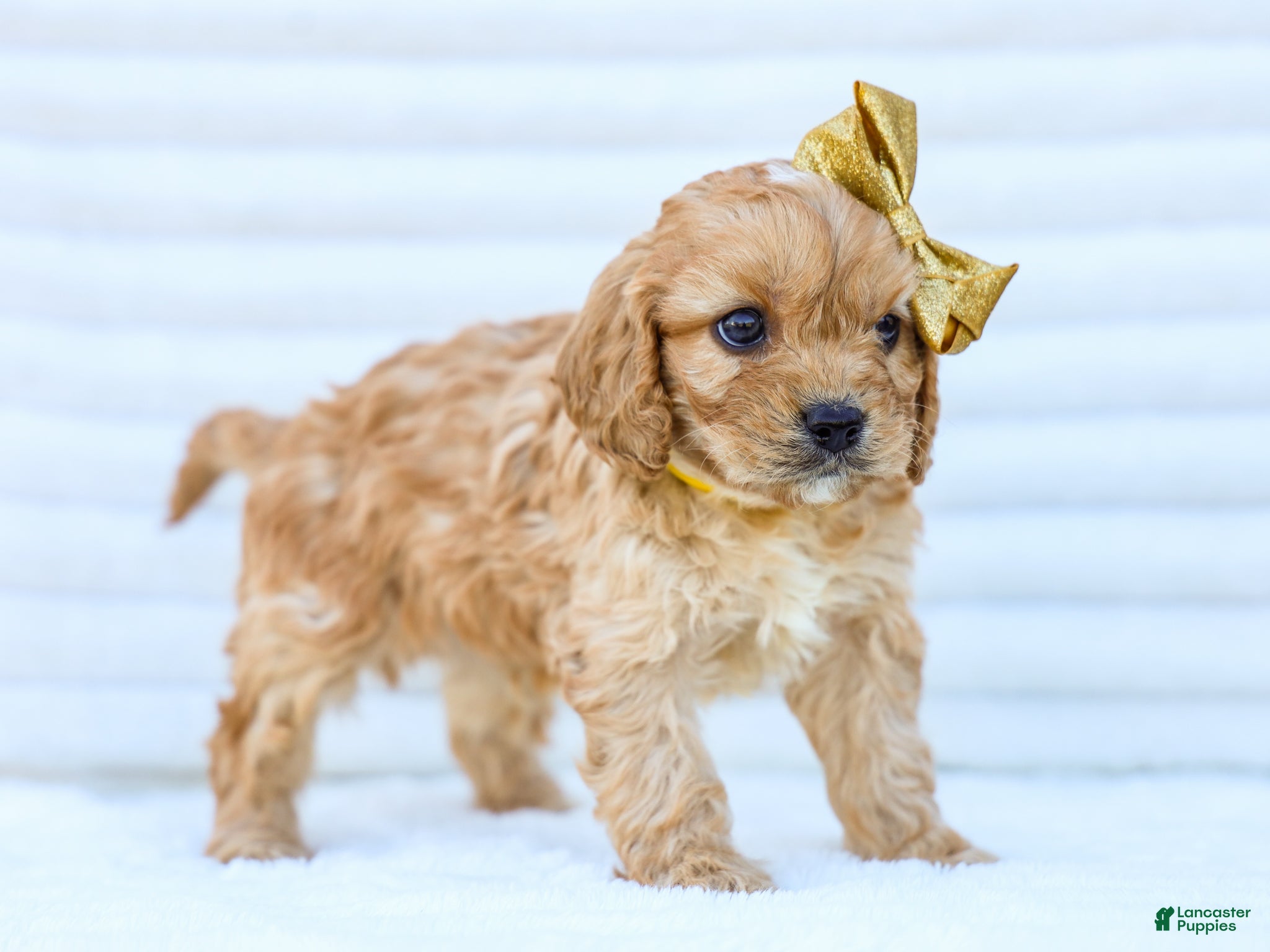 Cavapoo dogs Boyd - Ad 2