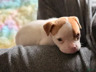 American Bulldog dogs for sale: American Bulldog Puppy 5 - Ad 4