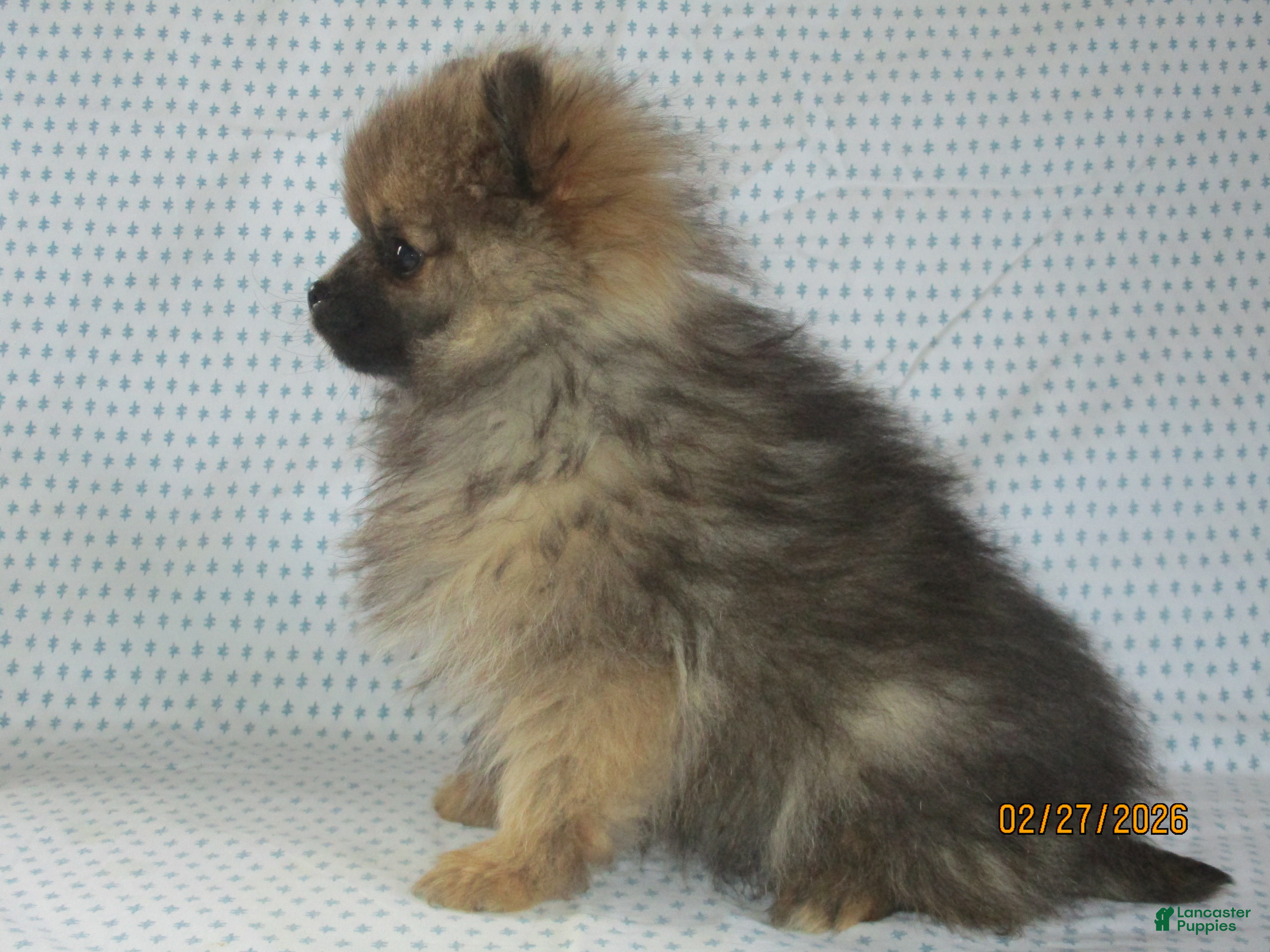 Pomeranian dogs Romeo - Ad 2
