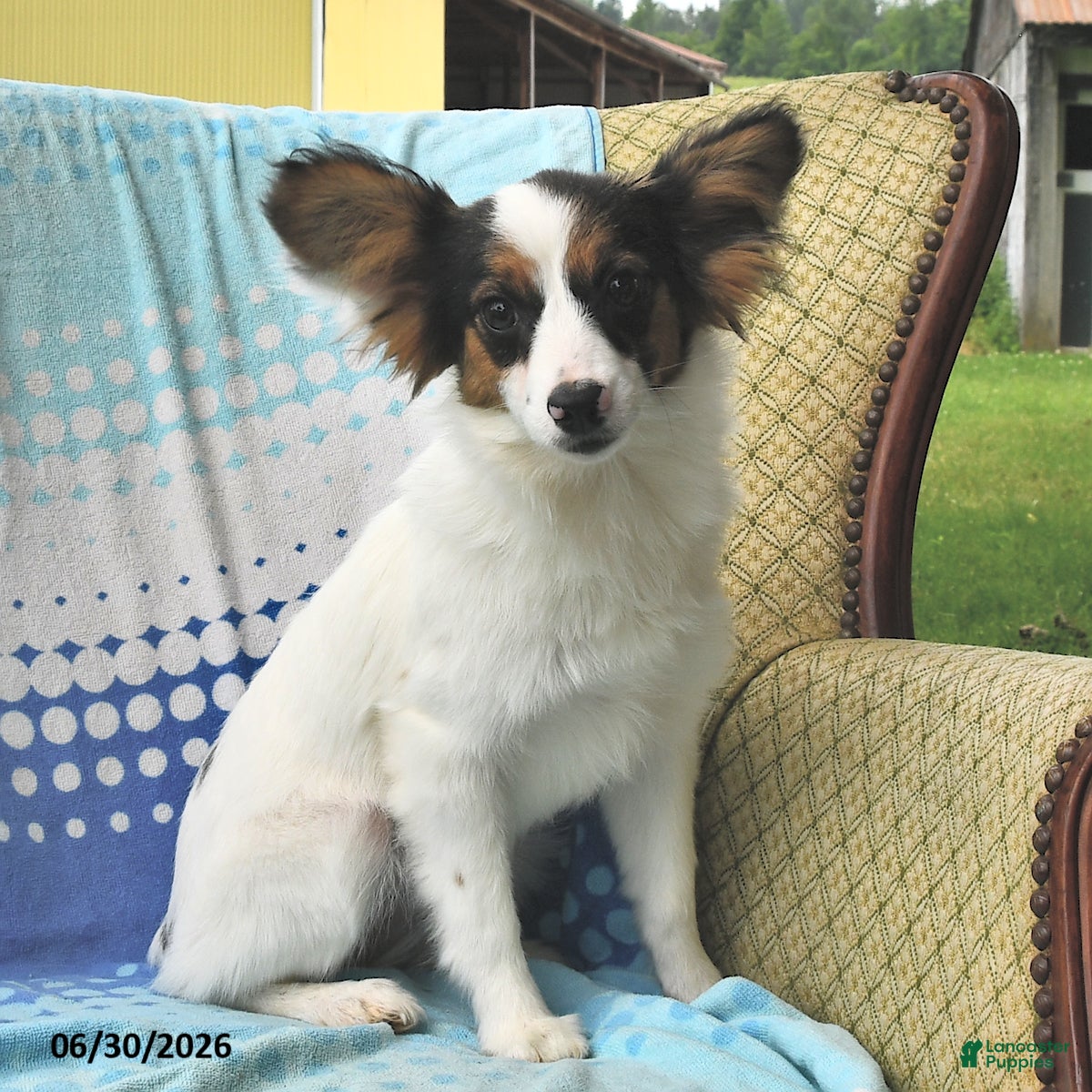 Papillon Puppies for sale in Gaithersburg, Maryland | Lancaster