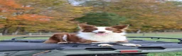 Border Collie dogs for sale: Cruz - Ad 9