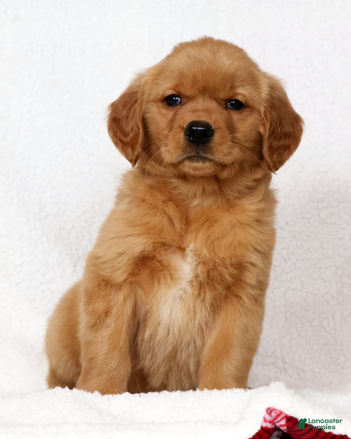 Golden Retriever dogs Gracie - Ad 2