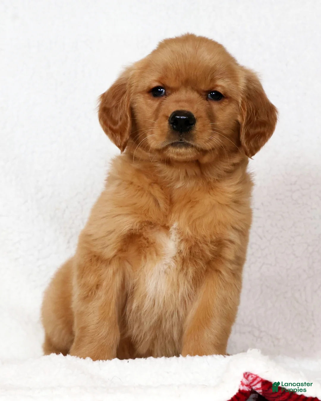 Golden Retriever dogs for sale: Gracie - Ad 2