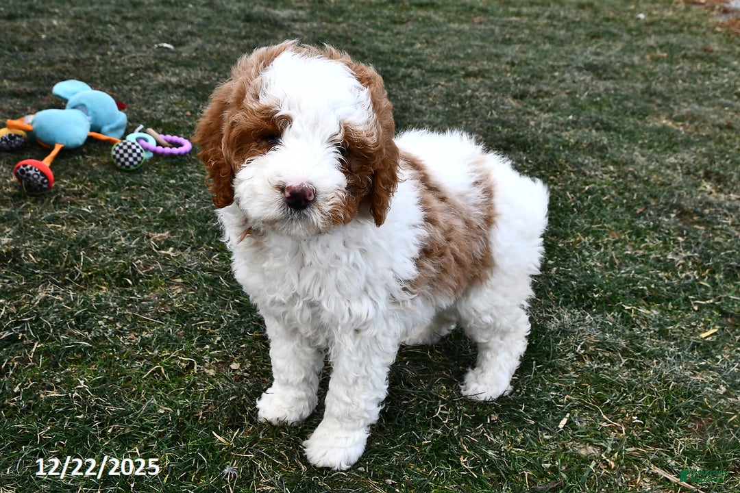 Mini Goldendoodle dogs for sale: Lacy - Ad 1