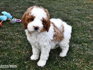 Mini Goldendoodle dogs Lacy - Ad 6