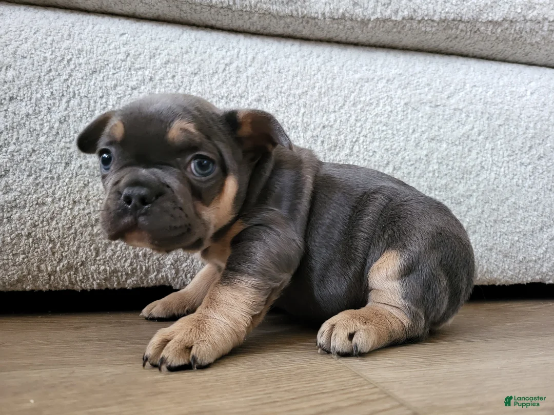 French Bulldog dogs for sale: Stormie - Ad 2
