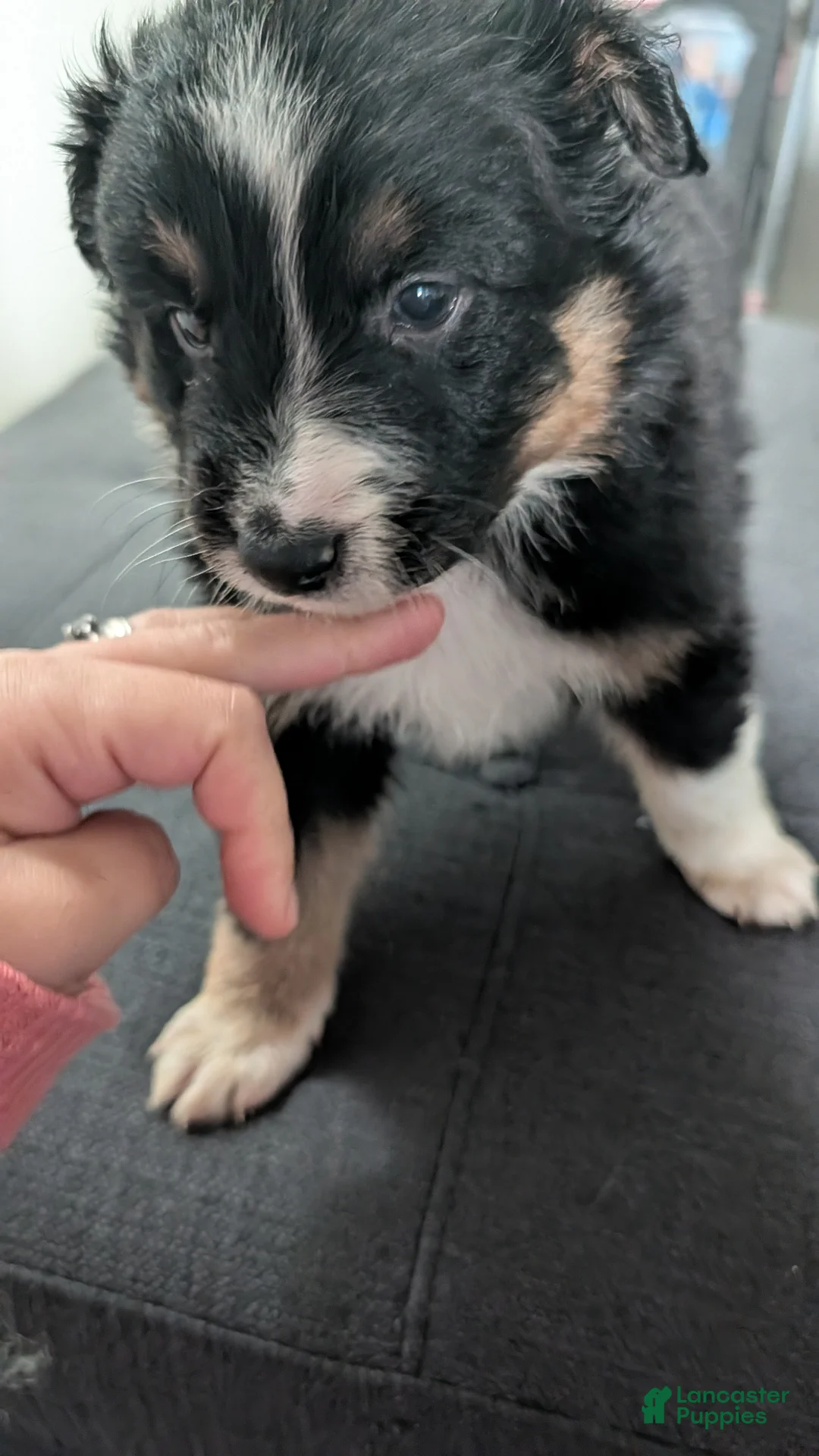 Australian Shepherd dogs for sale: Australian Shepherd Puppy 2 - Ad 1