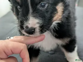 Australian Shepherd dogs Australian Shepherd Puppy 2 - Ad 1