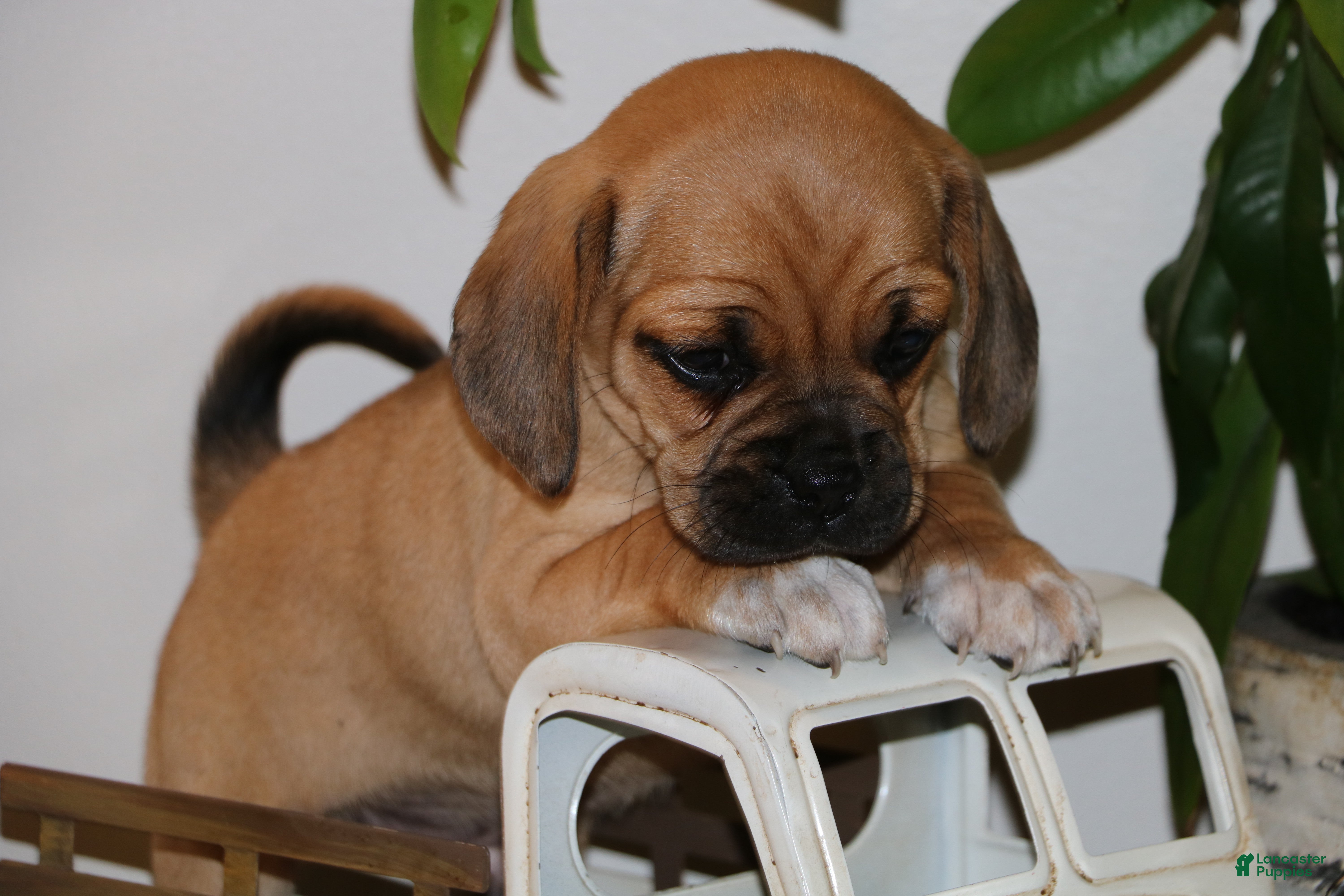Puggle dogs Carter - Ad 7