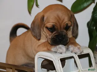 Puggle dogs Carter - Ad 8