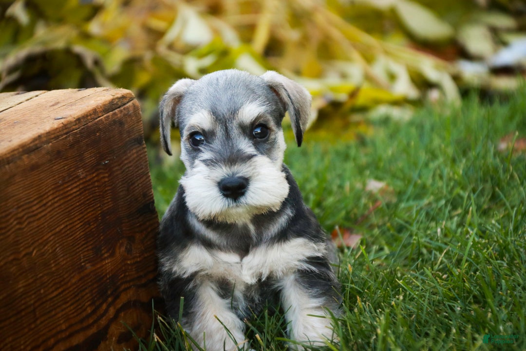 Miniature Schnauzer dogs for sale: Nicholas - Ad 4