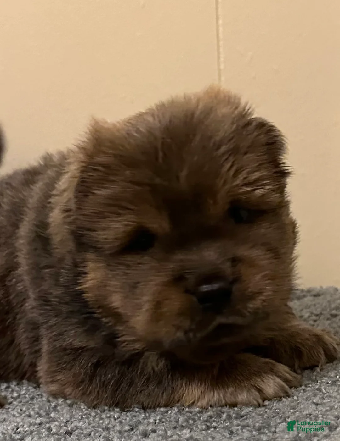 Chow Chow dogs for sale: Teddy - Ad 1