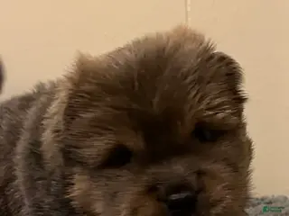 Chow Chow dogs Teddy - Ad 6