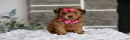 Yorkiepoo dogs for sale: Jewel  - Ad 11