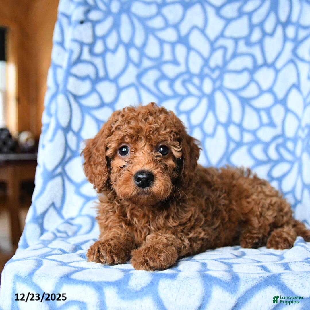 Mini Goldendoodle dogs for sale: Cindy - Ad 2