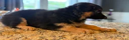 German Shepherd dogs for sale: Bear - Ad 3