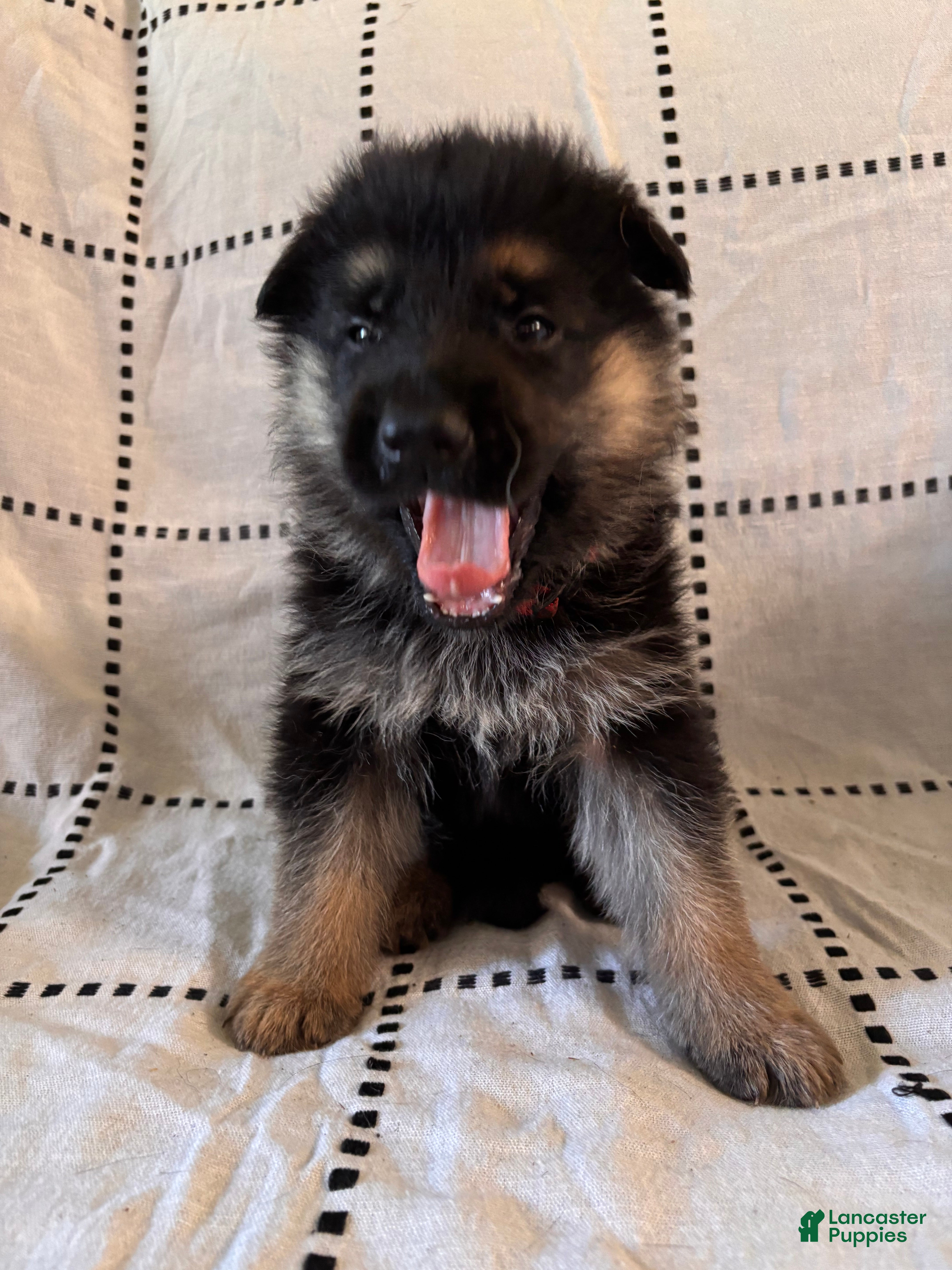 German Shepherd dogs Rocky (Red collar) - Ad 27