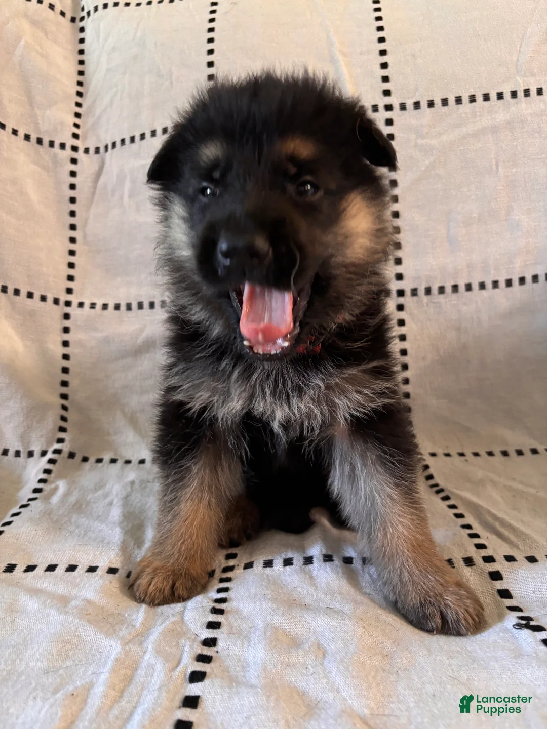 German Shepherd dogs for sale: Rocky (Red collar) - Ad 1