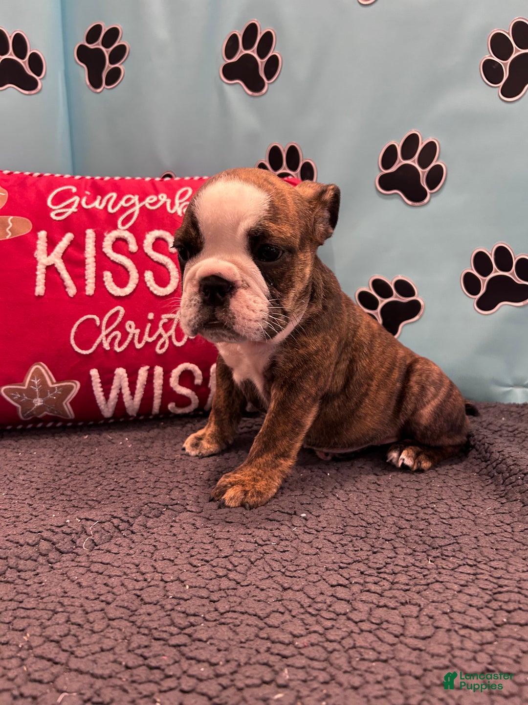 English Bulldog dogs for sale: BAILEY - Ad 10