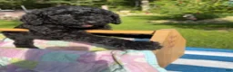 Goldendoodle dogs for sale: Glenda - ready for delivery - Ad 3