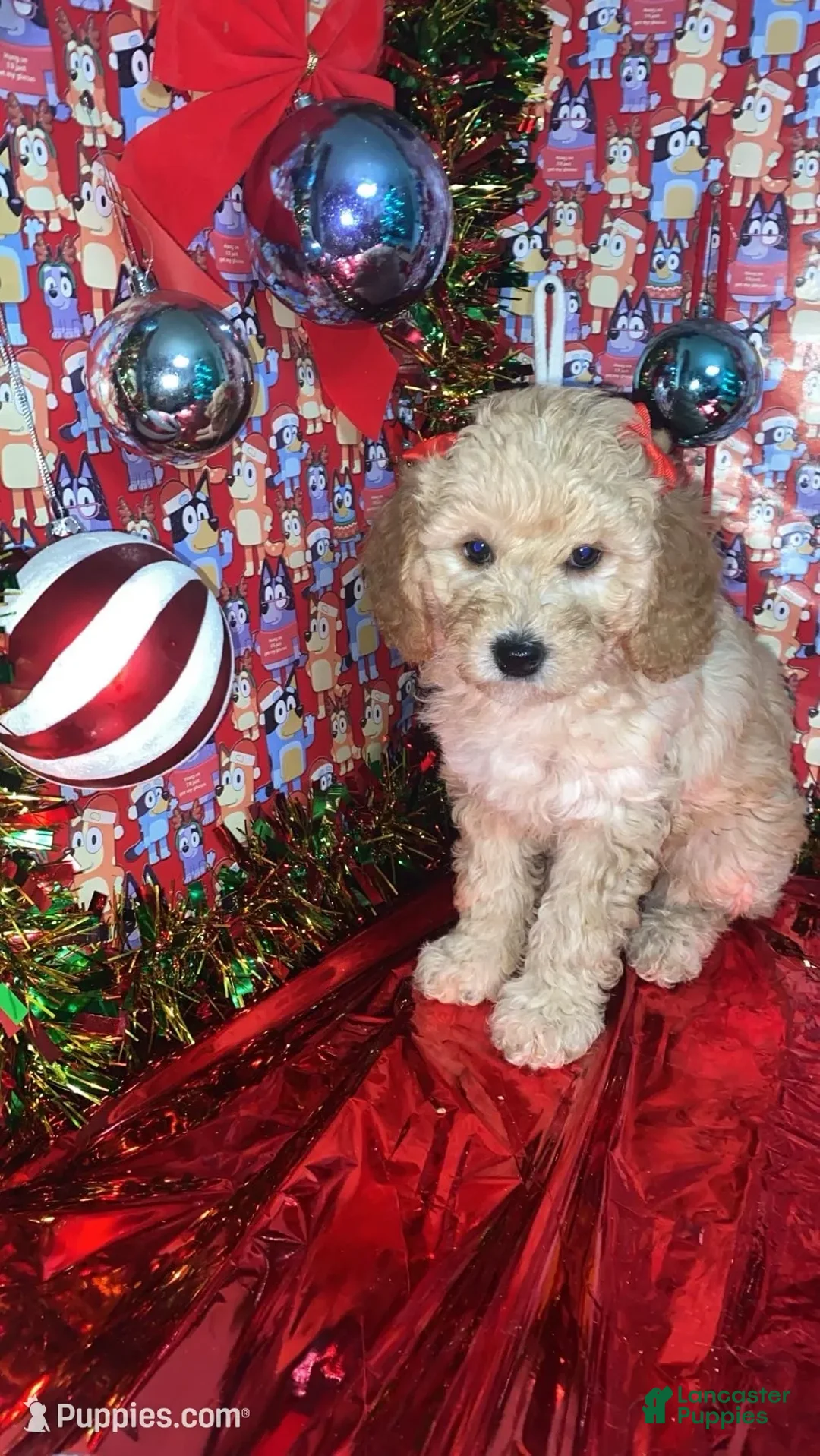 Mini Goldendoodle dogs for sale: Shadow - Ad 5