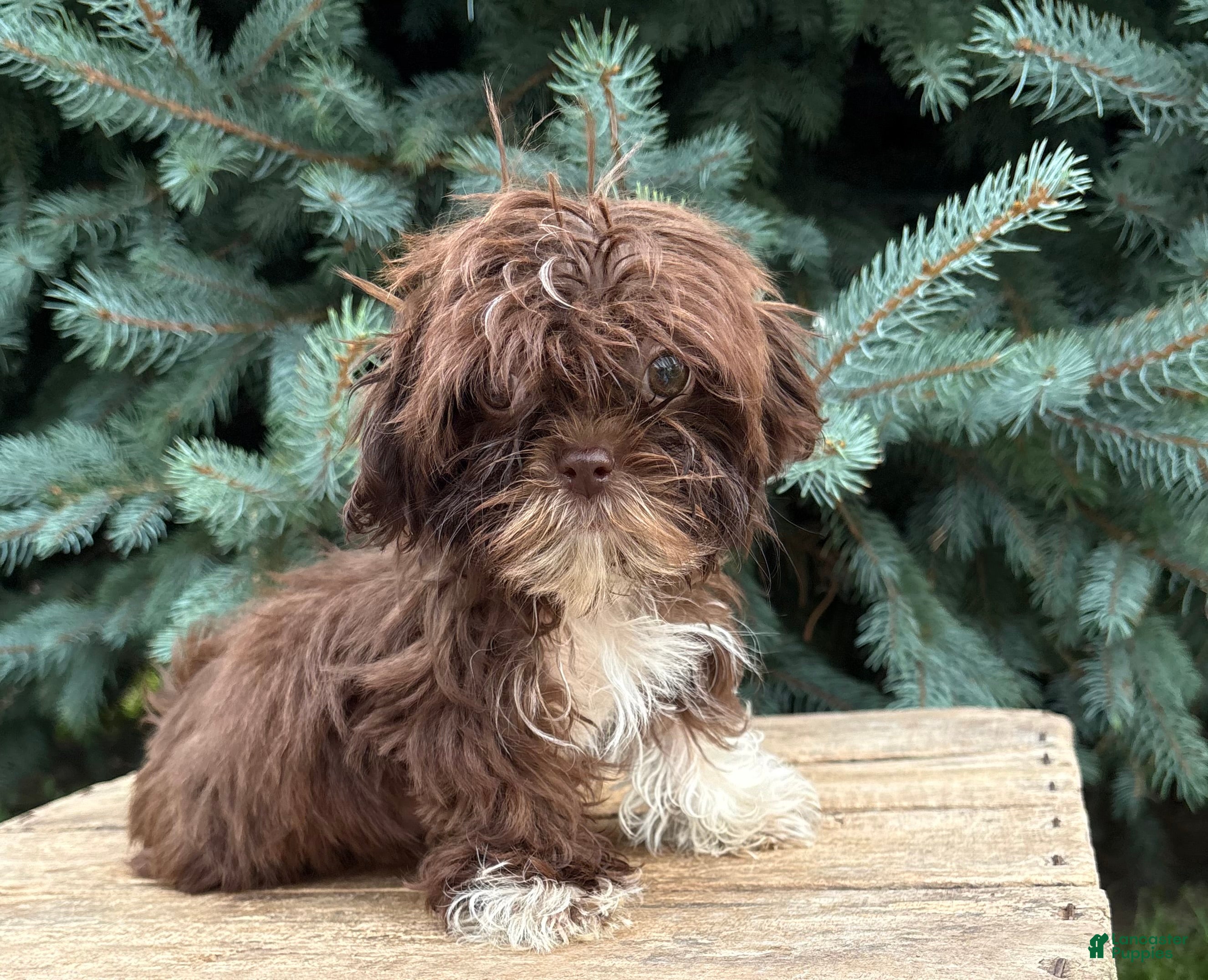 Shih Tzu dogs Hazelnut - Ad 2