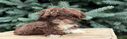 Shih Tzu dogs for sale: Hazelnut - Ad 2