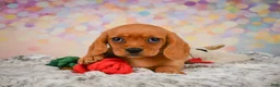 Beaglier dogs for sale: Brianna - Ad 7