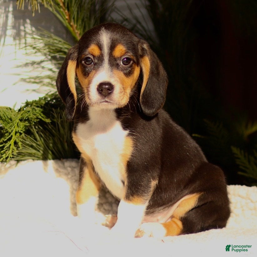 Beagle dogs Lincoln - Ad 16