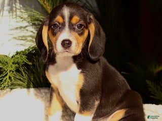 Beagle dogs Lincoln - Ad 16