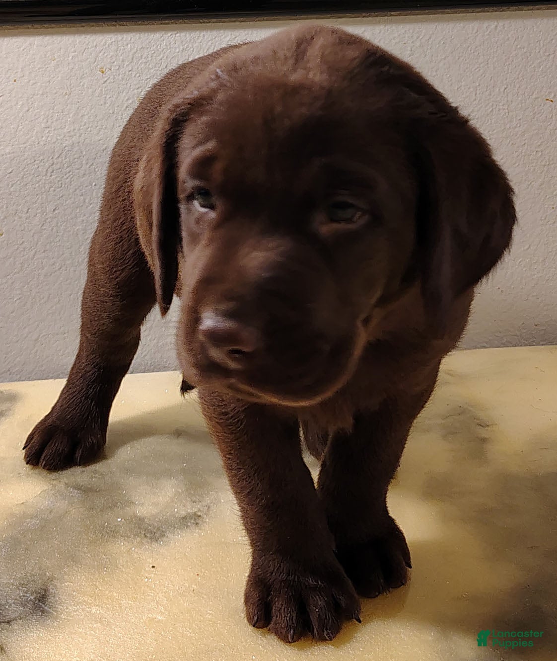 Labrador Retriever dogs Stella - Ad 29