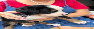 Bernese Mountain Dog 1  Red Collar 