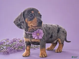 Miniature Dachshund dogs Molly - Ad 10
