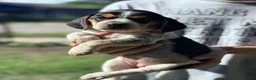 Beagle dogs for sale: Buttercup  - Ad 10