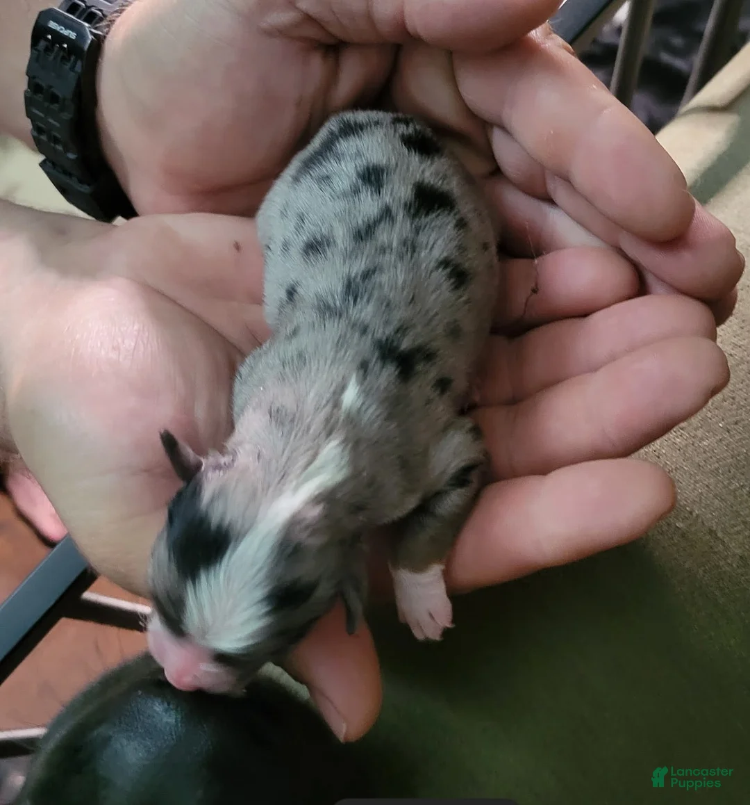 Miniature Australian Shepherd dogs for sale: Bailey  - Ad 2