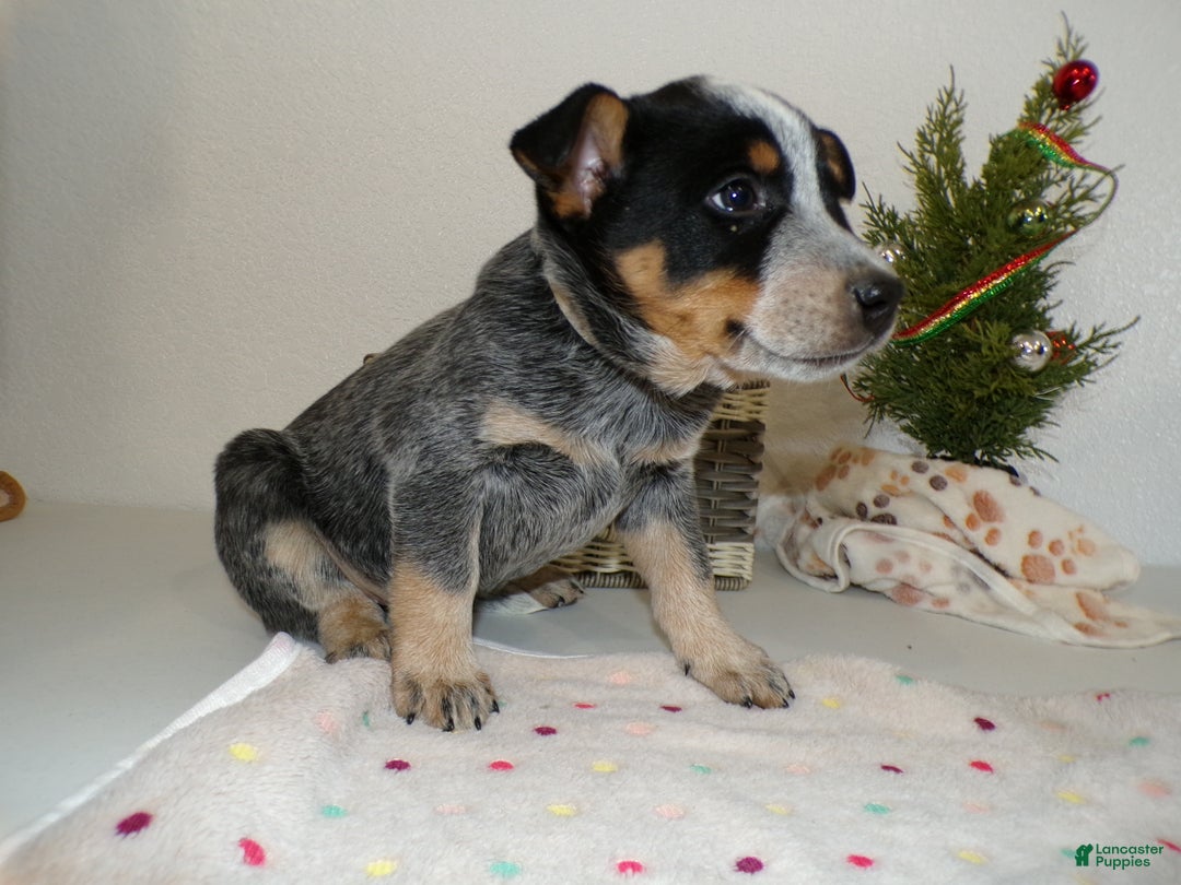 Australian Cattle Dog dogs for sale: Australian Cattle Dog Puppy 4 Jolan - Ad 2