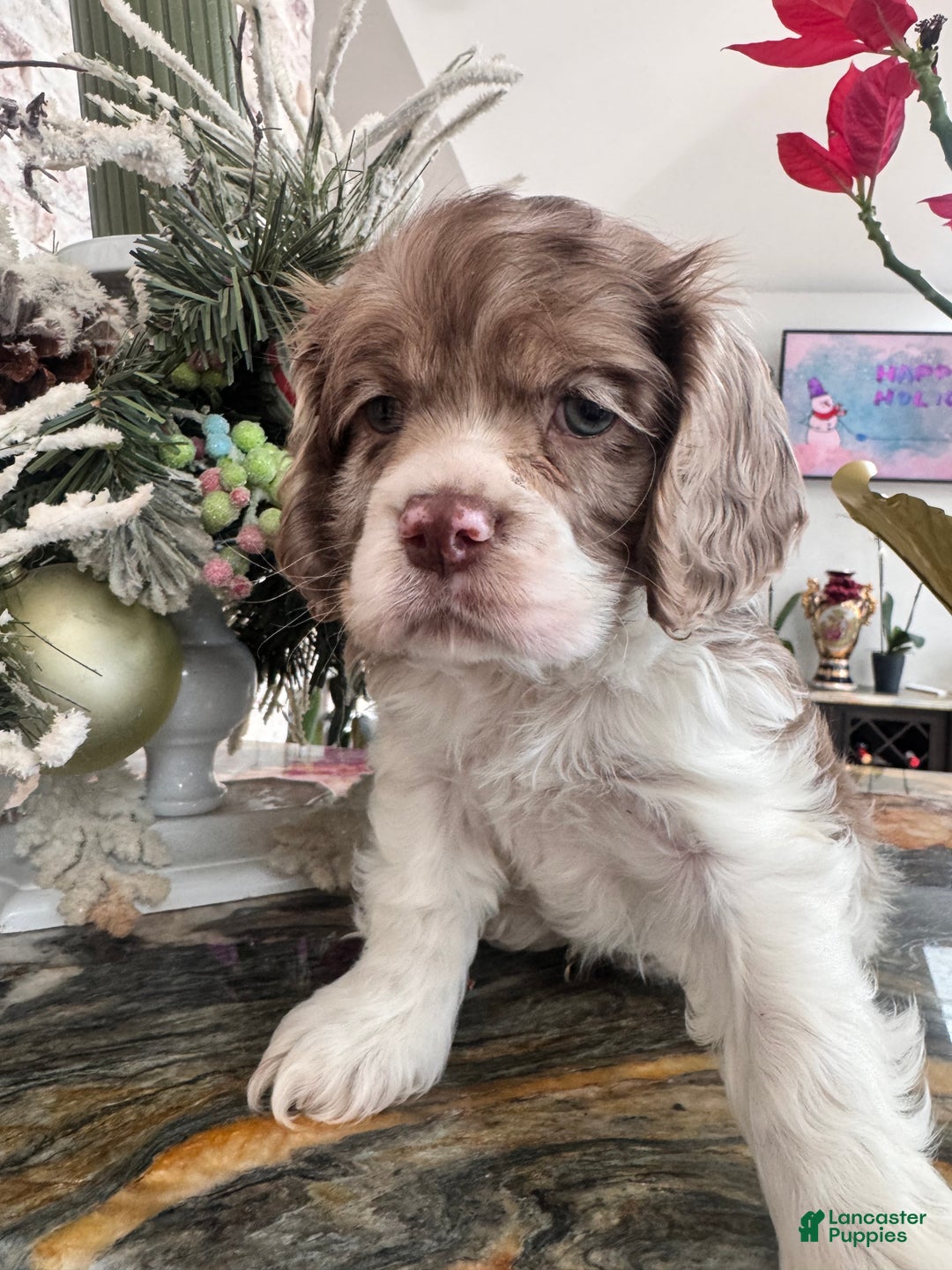 Cocker Spaniel dogs for sale: Archie Cocker Spaniel Puppy 1 - Ad 1