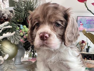 Cocker Spaniel dogs Archie Cocker Spaniel Puppy 1 - Ad 1